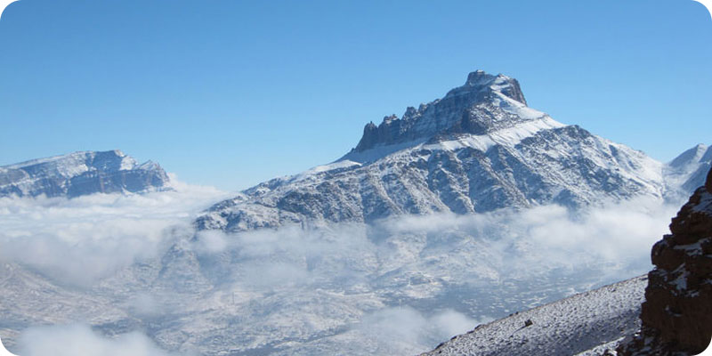 شیر کوه